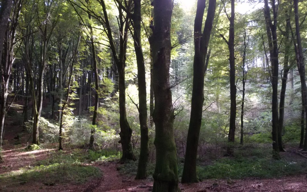 The beech trees wood of Cimini Mountains is World Heritage Site of UNESCO